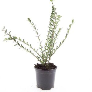 Lonicera pileata
(8 Plants/Order)(14cmP 10cmH)