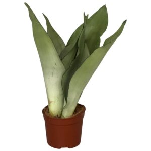 Sansevieria Moonshine
(12 Plants/Order)(9cmP 30cmH)