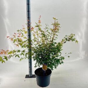 Acer palmatum Sangokaku
(1 Plants/Order)(29cmP 150cmH)