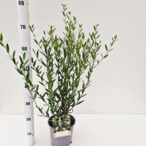 schrub Phillyrea angustifolia
(1 Plants/Order)(17cmP 35cmH)