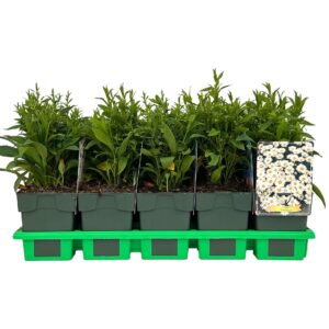 Aster Schneekissen Dumosus P11
(10 Plants/Order)(11cmP 25cmH)