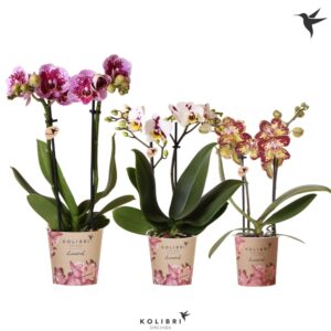 Phalaenopsis Multiflora Diamond mix 2 spike
(12 Plants/Order)(9cmP 40cmH)