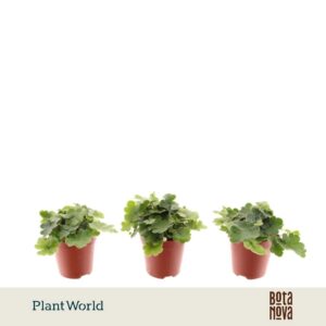 Doryopteris cordata Tiny
(20 Plants/Order)(5.5cmP 10cmH)