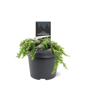 Tsuga canadensis Cole's Prostrate'
(1 Plants/Order)(19cmP 25cmH)