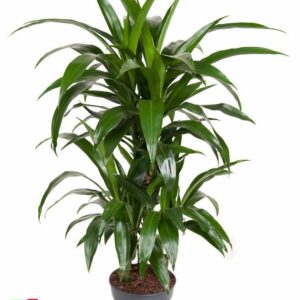 Dracaena Janet Craig 45-carrousel
(1 Plants/Order)(21cmP 90cmH)