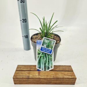 Carex morrowii Irish Green'
(1 Plants/Order)(17cmP 45cmH)