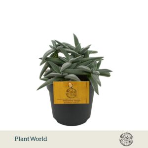 Crassula Kraaiepootje Tenelli 10,5cm
(10 Plants/Order)(10.5cmP 15cmH)