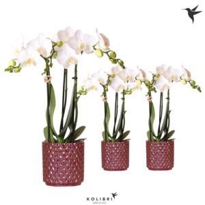Phalaenopsis Multiflora white 3 spike in Diamond Pearl red
(8 Plants/Order)(9cmP 40cmH)
