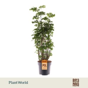 Polyscias Roble busch
(3 Plants/Order)(21cmP 75cmH)