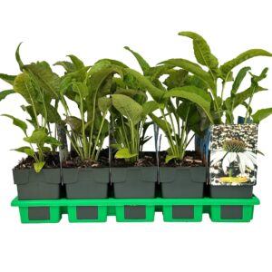 Echinacea Powwow White Wow P11
(10 Plants/Order)(11cmP 25cmH)