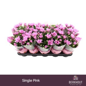 Chrysanthemum Breeze Pink
(10 Plants/Order)(12cmP 26cmH)