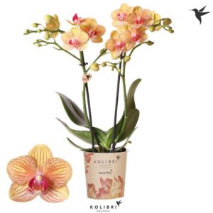 Phalaenopsis Multiflora Mineral Jamaica 2 spike
(12 Plants/Order)(9cmP 40cmH)
