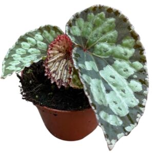 Begonia Begonia Umbrella Hybrid
(14 Plants/Order)(8cmP 12cmH)