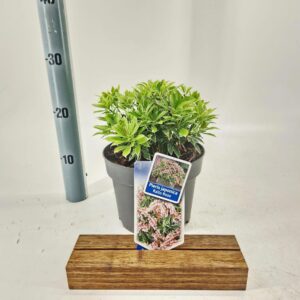Pieris Ralto pink jap. ('Opstal 69'PBR)
(1 Plants/Order)(19cmP 30cmH)