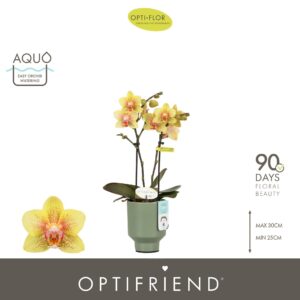 Phalaenopsis Multiflora Optifriend Indy 2 spike in Emilia Green Aquo
(6 Plants/Order)(7cmP 25cmH)