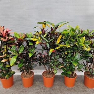 Codiaeum Codiaeum mix (Croton)
(9 Plants/Order)(30cmP 140cmH)