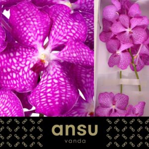 Vanda Kanchana Magic Pink Vanda Magic Pink
(16 Plants/Order)(cmP 25cmH)