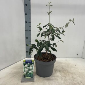 Viburnum burkwoodii Conoy'
(1 Plants/Order)(23cmP 45cmH)