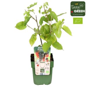Morus nigra Mulle Bio P13
(10 Plants/Order)(13cmP 30cmH)