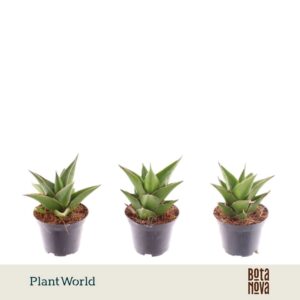 Sansevieria Samurai
(16 Plants/Order)(7cmP 15cmH)