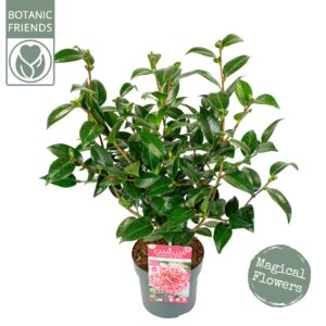 Camellia japonica Volunteer' Premium
(1 Plants/Order)(19cmP 75cmH)