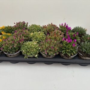 Delosperma cooperi delosperma mix p9
(18 Plants/Order)(9cmP 10cmH)