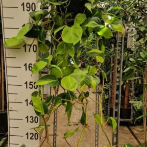 Philodendron Brasil Scandens hangplant
(2 Plants/Order)(23cmP 100cmH)