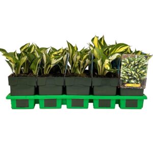 Hosta other Revolution' P11
(10 Plants/Order)(11cmP 25cmH)