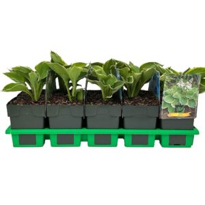 Hosta other Pizzazz' P11
(10 Plants/Order)(11cmP 25cmH)