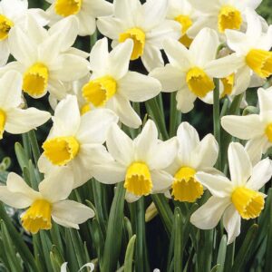 Droge Bulbs Narcissus Jonquilla Golden Echo x7 12/+
(10 Plants/Order)(5cmP 20cmH)