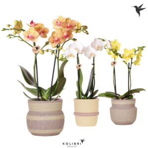 Phalaenopsis Multiflora mix 2 spike in Ethnic Pot khaki mix
(6 Plants/Order)(9cmP 40cmH)