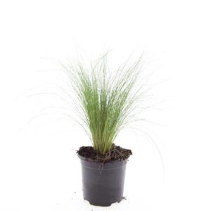 Stipa tenacissima tenuissima 'Ponytails'
(8 Plants/Order)(14cmP 10cmH)