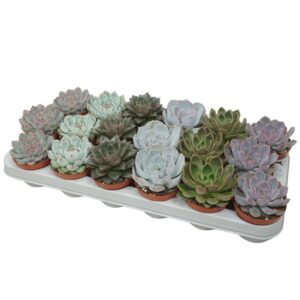 Echeveria mixed 8,5 cm
(18 Plants/Order)(8.5cmP 10cmH)