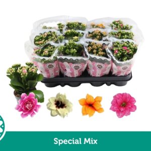 Kalanchoe Special mix
(12 Plants/Order)(9cmP 19cmH)