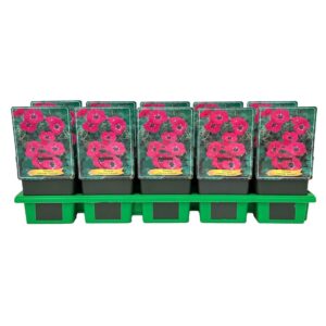 Geranium cinereum Guiseppii' P11
(10 Plants/Order)(11cmP 25cmH)