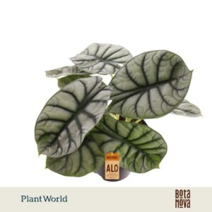 Alocasia Nebula Silver Compacta
(7 Plants/Order)(14cmP 25cmH)