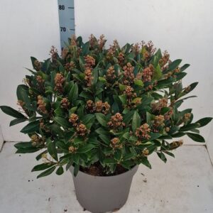 Skimmia japonica Rubella 35 cm 75+ Flower
(1 Plants/Order)(35cmP 70cmH)