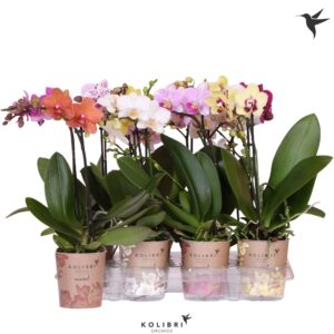 Phalaenopsis Multiflora mix 1 spike
(12 Plants/Order)(9cmP 40cmH)