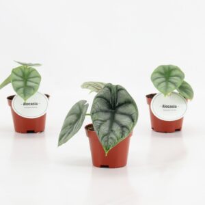 Alocasia Alocasia Silver Dragon P6
(12 Plants/Order)(6cmP 10cmH)