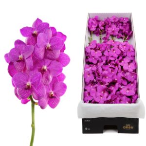 Vanda Nitaya Hot Fuchsia Vanda Hot Pink x20
(20 Plants/Order)(cmP cmH)