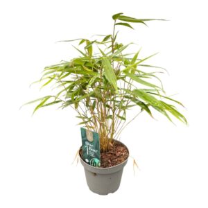 Fargesia robusta Pingwu One Boo™ Wall P14
(8 Plants/Order)(14cmP 30cmH)