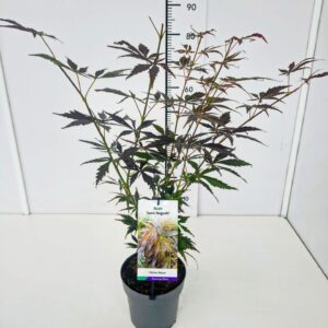 Acer palmatum Sumi-nagashi 40-60C3
(1 Plants/Order)(19cmP 60cmH)