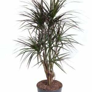 Dracaena Magenta busch P27
(1 Plants/Order)(27cmP 110cmH)