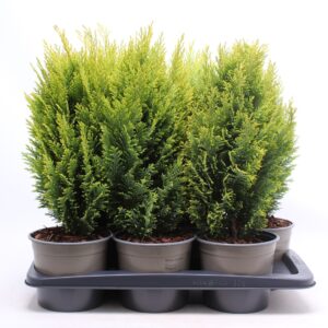 Chamaecyparis law. 'Ellwood's Empir
(1 Plants/Order)(17cmP 50cmH)