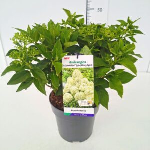 Hydrangea paniculata Minty Spirit' 50-60C5
(1 Plants/Order)(23cmP 70cmH)