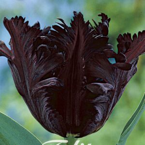 Droge Bulbs Tulipa Parrot Black Parrot x7 12/+
(10 Plants/Order)(20cmP 50cmH)