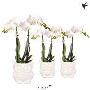 Phalaenopsis Multiflora white 2 spike in Owl Pot white
(6 Plants/Order)(9cmP 40cmH)