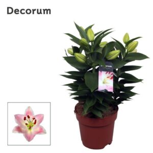 Lilium Souvenir OR 17cm
(6 Plants/Order)(17cmP 45cmH)
