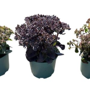 Sedum other in Types
(1 Plants/Order)(17cmP 25cmH)