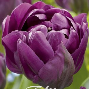 Droge Bulbs Tulipa Double Late Negrita Double x 7 12/+
(10 Plants/Order)(20cmP 55cmH)